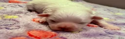 Maltese dogs for sale: Beautiful Maltese Puppies ⭐️Over 5 GENERATIONS⭐️ - Advert 21