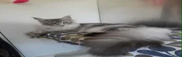 Maine Coon cats for sale: black smoke/silver polydactyl boy&girlTICAmaineco  - Advert 7