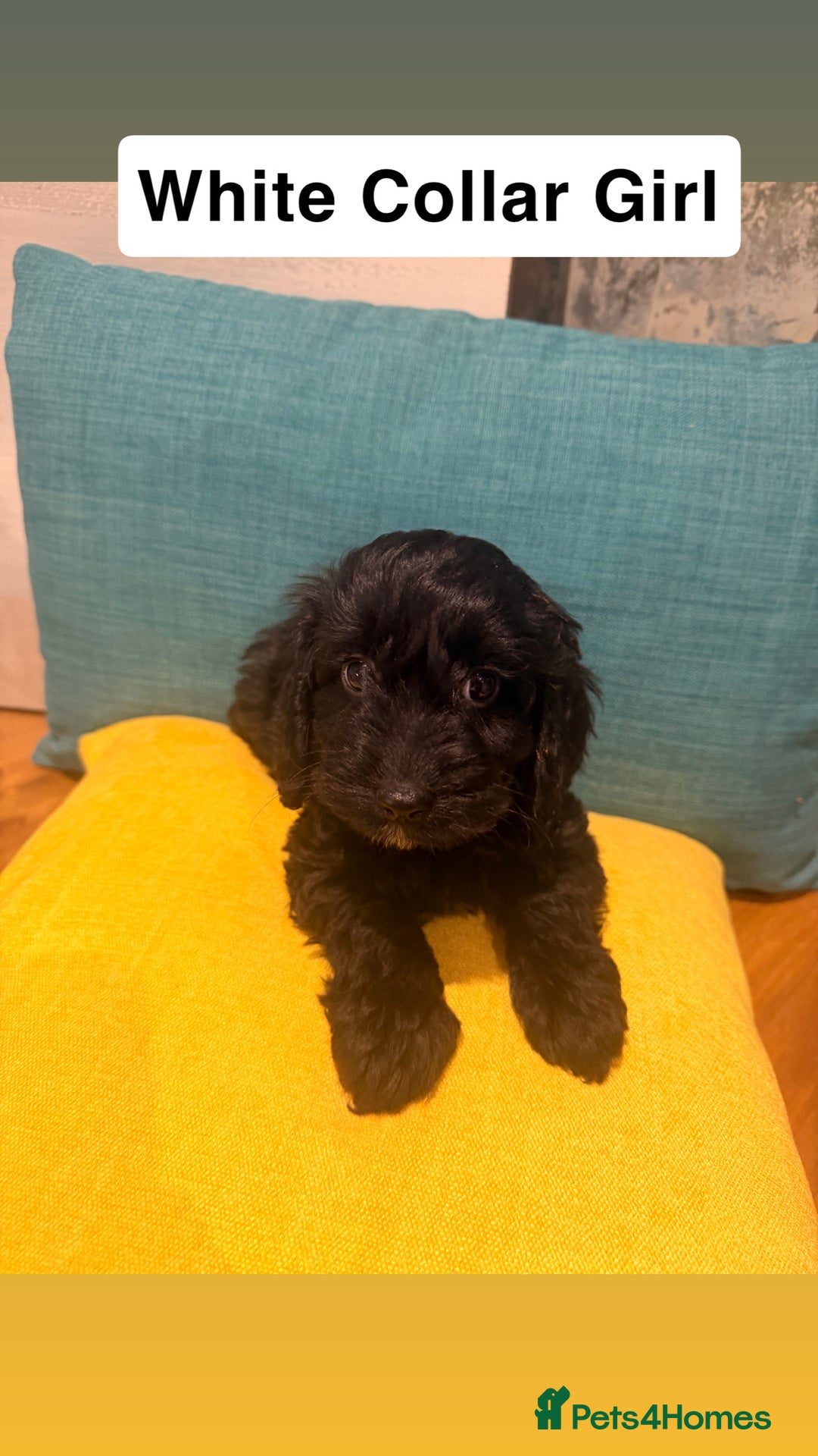 Cockapoo dogs for sale: Miniature Cockapoos  - Advert 7