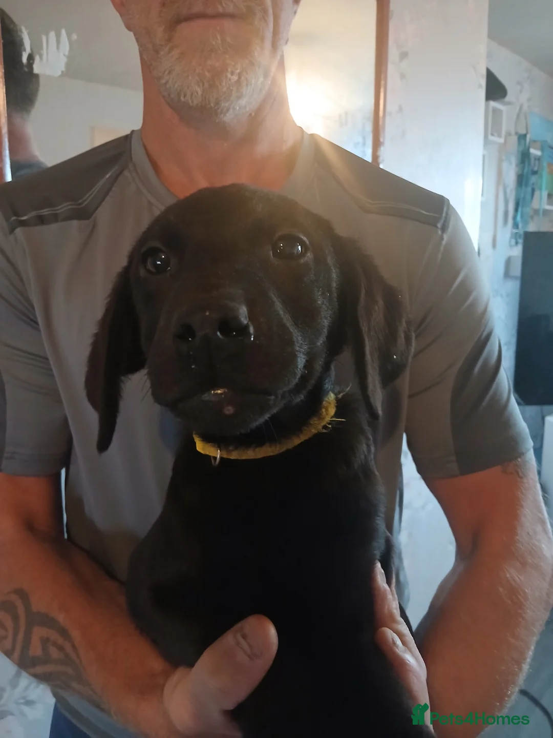 Labrador Retriever dogs for sale: 🐾💙 HANDSOME  LABRADOR RETRIEVER BOYS 💙🐾 - Advert 3