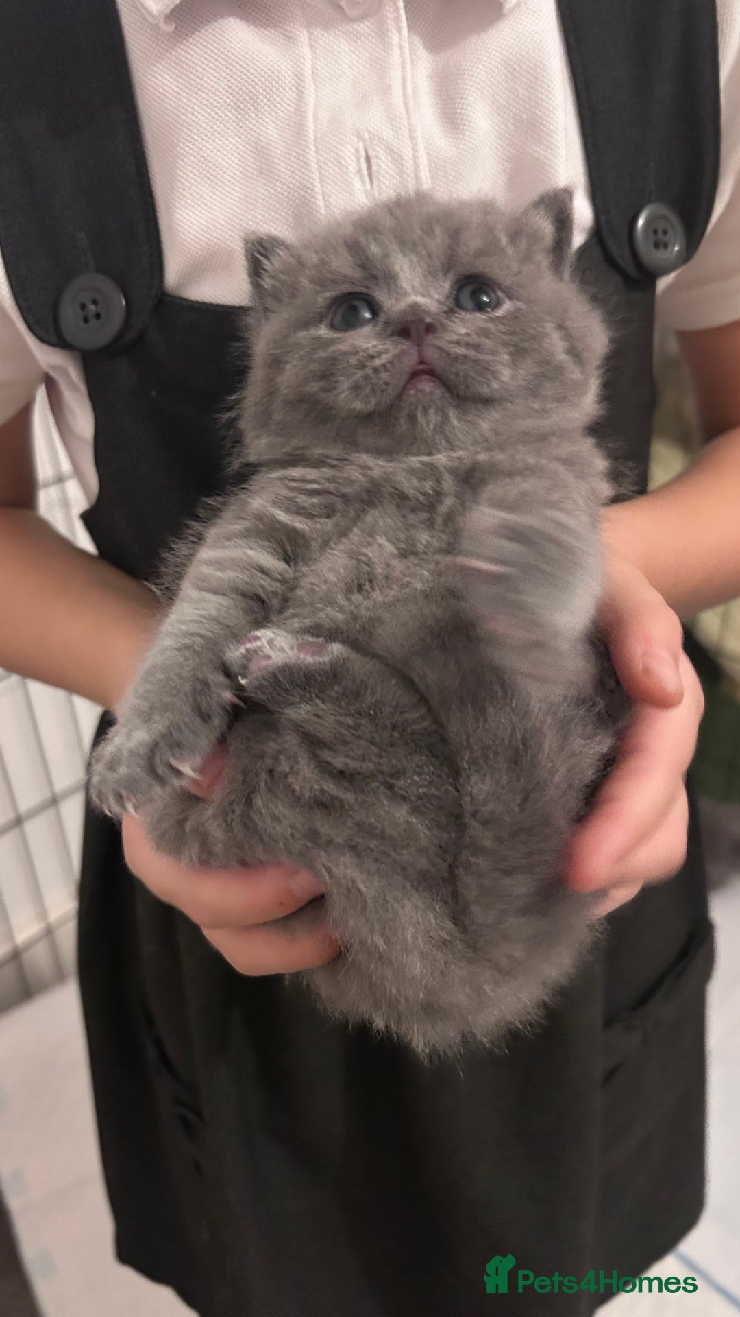 British Shorthair cats for sale: 🧸✨6 Chunky British Shorthair Kittens For Sale✨🧸 - Advert 5