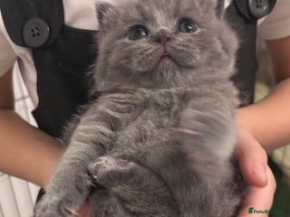 British Shorthair cats 🧸✨6 Chunky British Shorthair Kittens For Sale✨🧸 - Advert 6