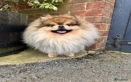 Pomeranian dogs for sale: Gorgeous Pomeranian puppies - Image 27