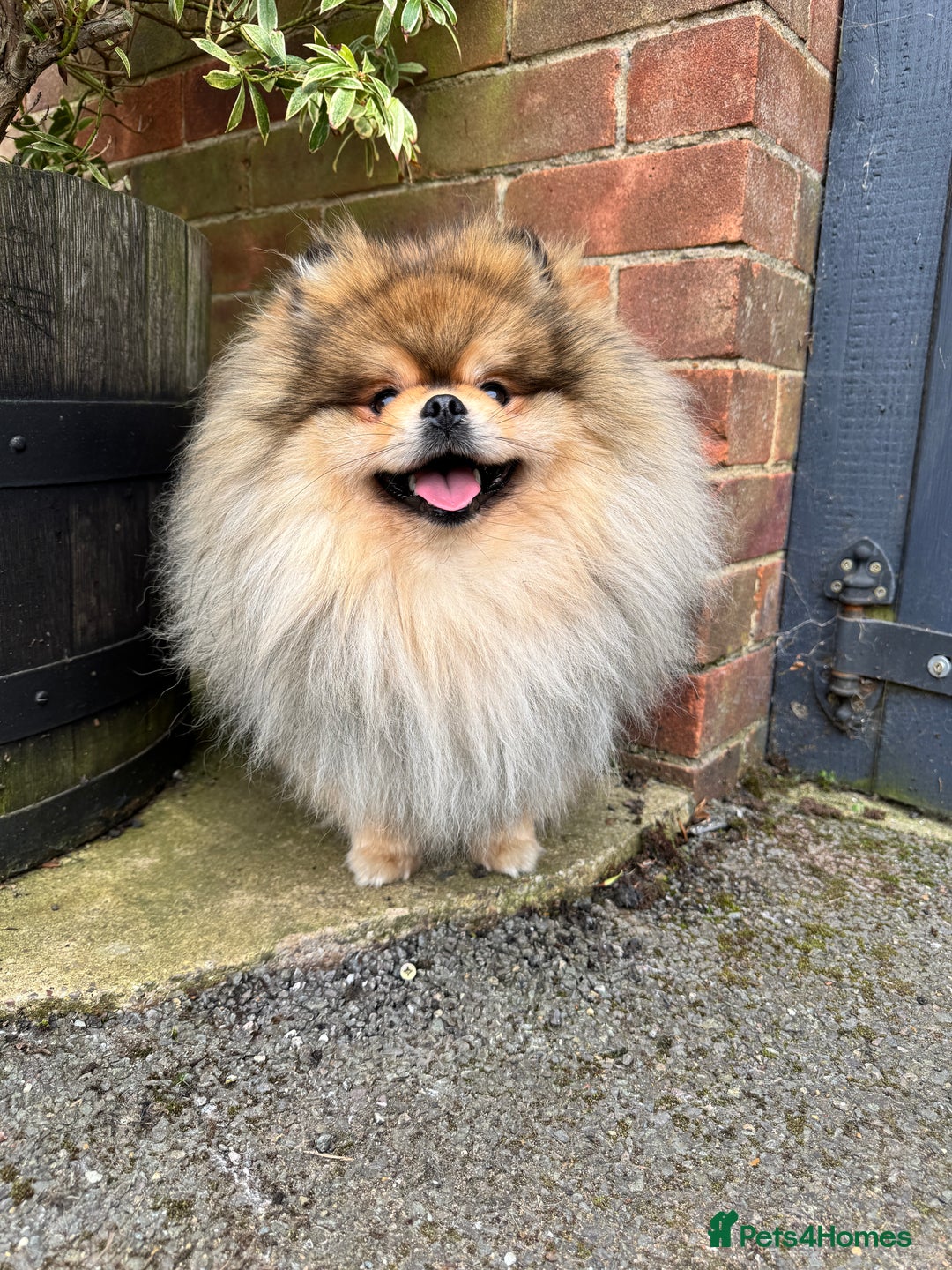Pomeranian dogs for sale: Gorgeous Pomeranian puppies - Image 27