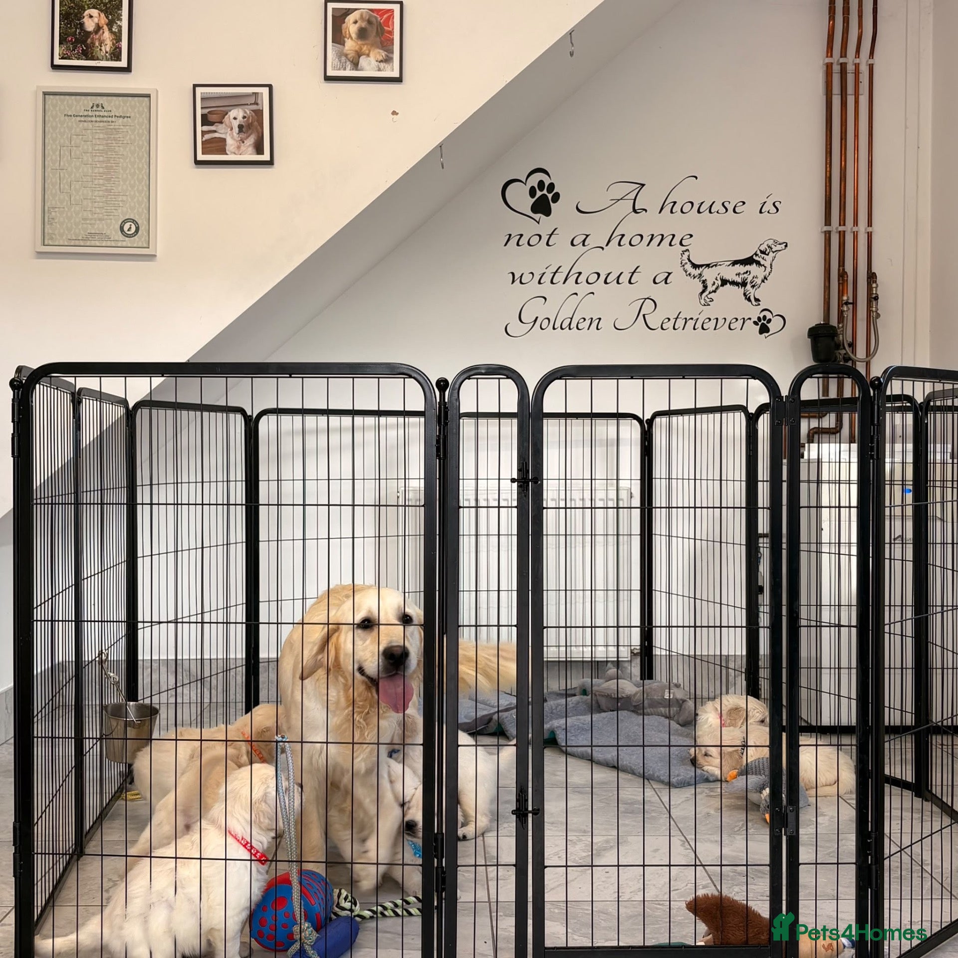 Golden Retriever dogs Kc registered fully health tested parents  - Advert 1