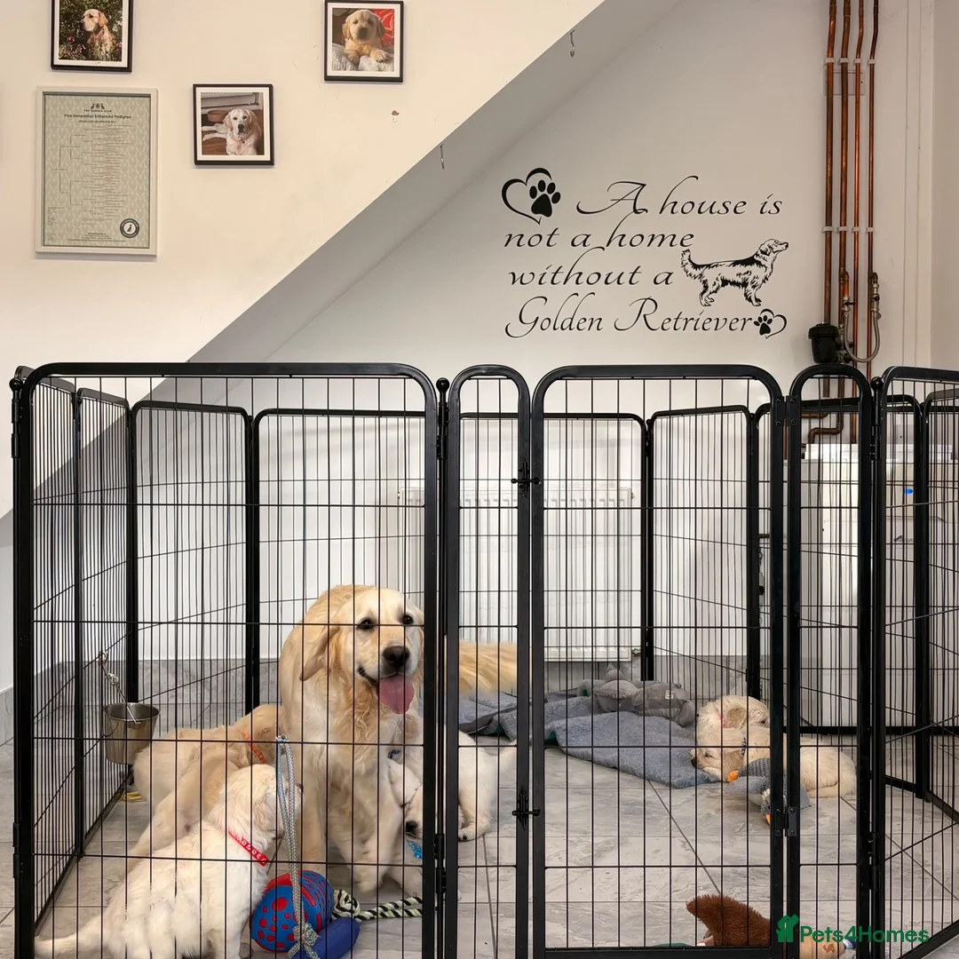 Golden Retriever dogs for sale: Kc registered fully health tested parents  - Advert 1