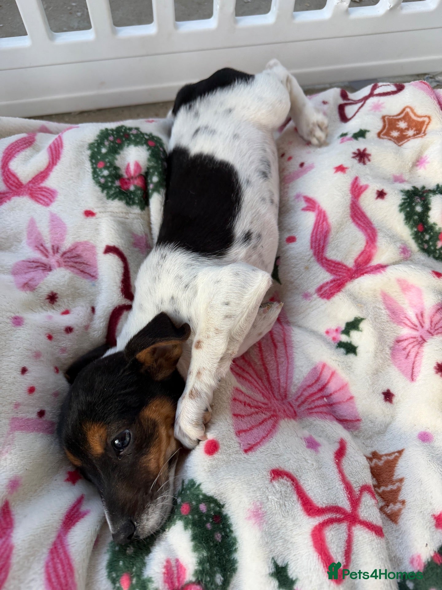 Jack Russell dogs for sale: Short legged Jack russells - Advert 2
