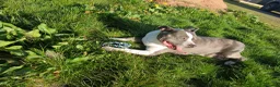 American Bull Staffy dogs for sale: American Staffordshire Terrier - Advert 2
