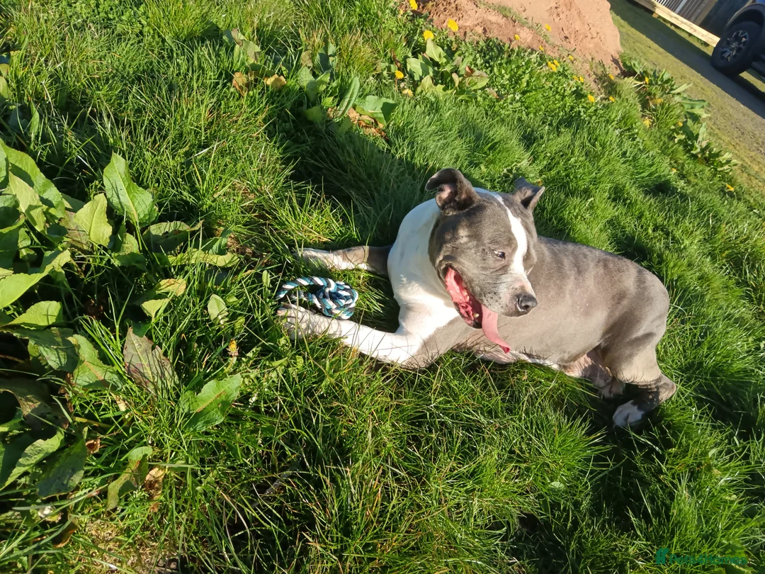 American Bull Staffy dogs for sale: American Staffordshire Terrier - Advert 2
