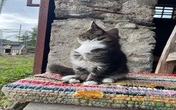 Maine Coon cats for sale: Full pedigree MaineCoon kittens  - Image 13