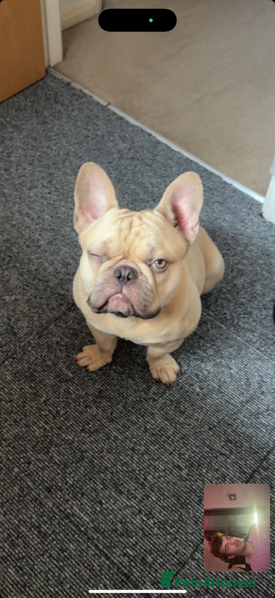 French Bulldog dogs for sale: Beautiful cream boy for re home 🩵 - Image 6