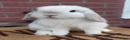 Mini Lop rabbits for sale: Pure bred mini lop - Advert 2