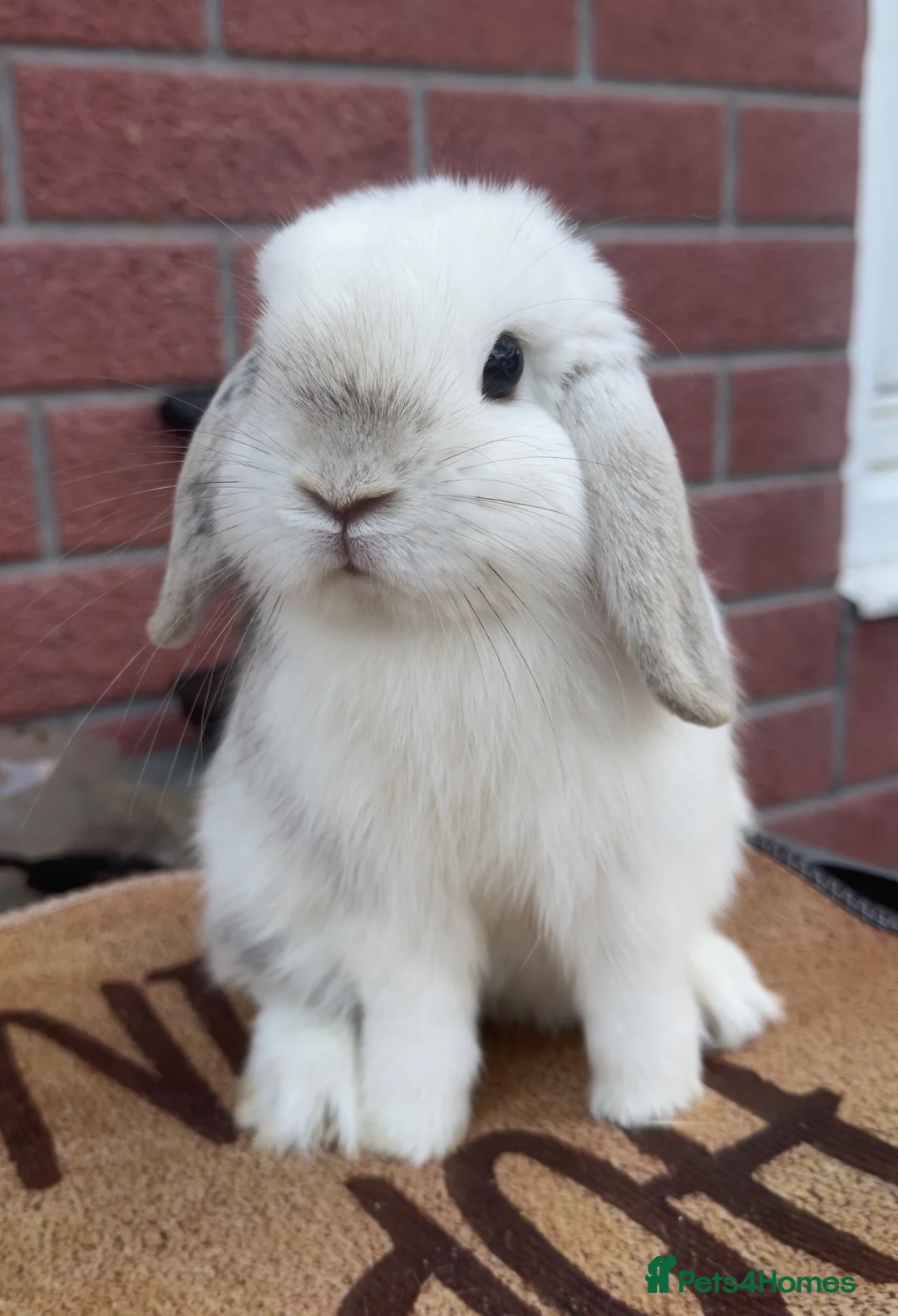 Mini Lop rabbits for sale: Pure bred mini lop - Advert 2