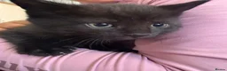 Mixed Breed cats for sale: Beautiful friendly kittens  - Advert 9