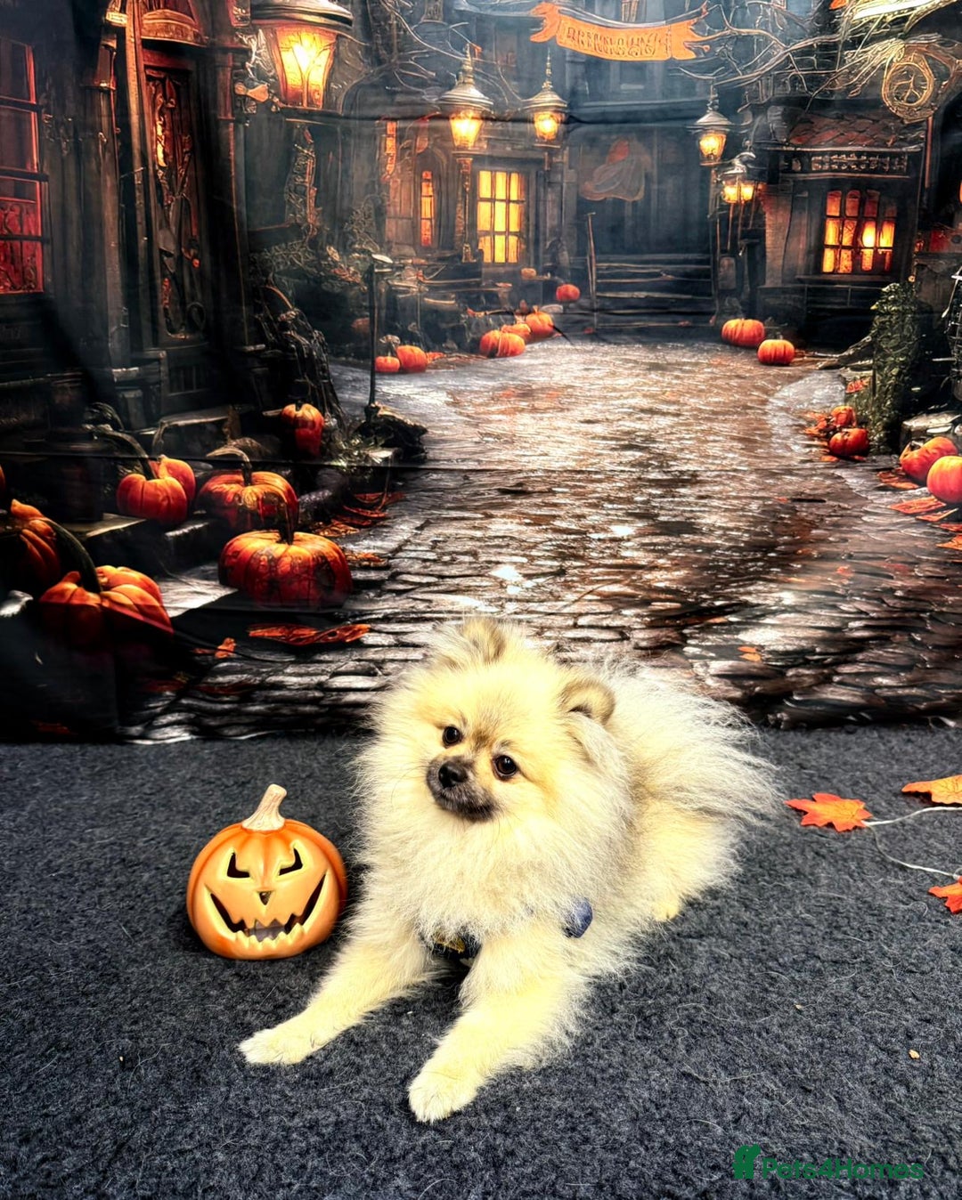 Pomeranian dogs for stud: Pomeranian *STUD*  - Advert 4