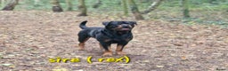 Rottweiler dogs for sale: (KC) REX & DELLAS FINAL LITTER OF QUALITY PUPS - Advert 25