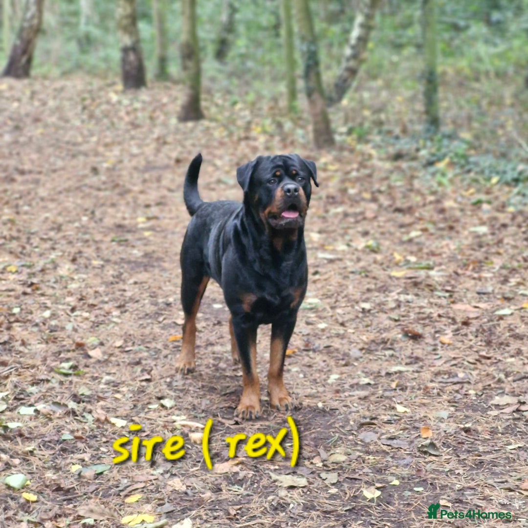 Rottweiler dogs for sale: (KC) REX & DELLAS FINAL LITTER OF QUALITY PUPS - Image 30