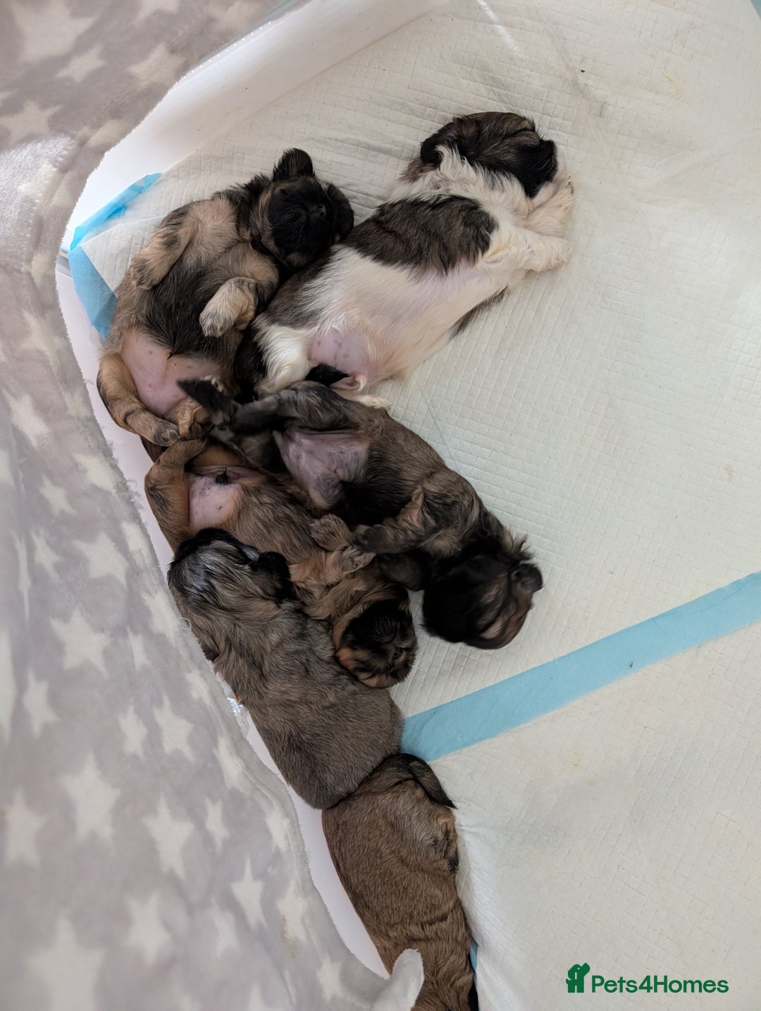 Shih Tzu dogs for sale: ALL RESERVED .Beautiful pure Shih Tzu puppies   - Advert 11