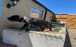 Old Tyme Bulldog dogs for sale: Male old Tyme bulldog for sale  - Image 5