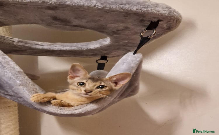 Abyssinian cats - Advert 2