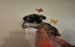 Lhasa Apso dogs for sale: Lovely pedigree puppys - Image 8