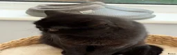 Exotic cats for sale: Adorable GCCF Registered Exotic Kittens  - Advert 9