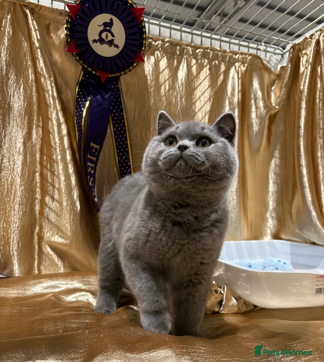 British Shorthair cats for sale: Lovely BSH  - Image 33