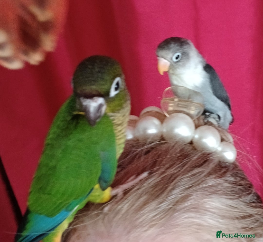 Parakeets birds for sale: Handreared Conures! Kakariki and lovebirds  - Image 16