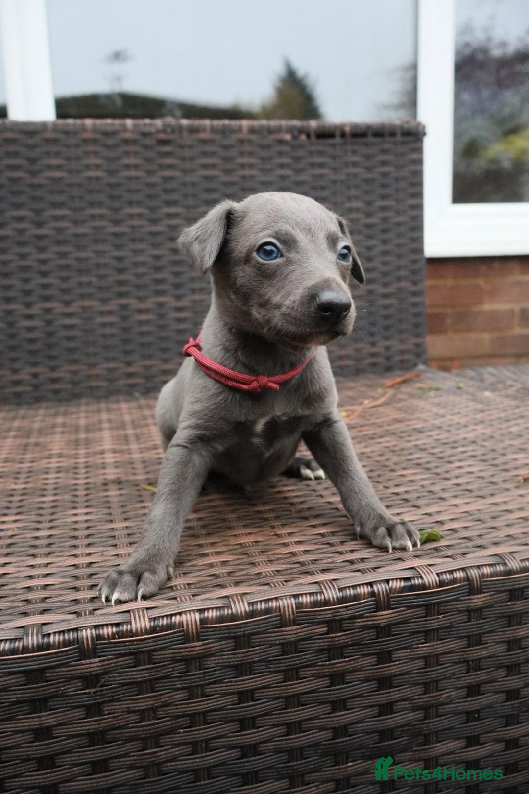 Whippet dogs for sale: KC registered Whippet pups - Advert 17