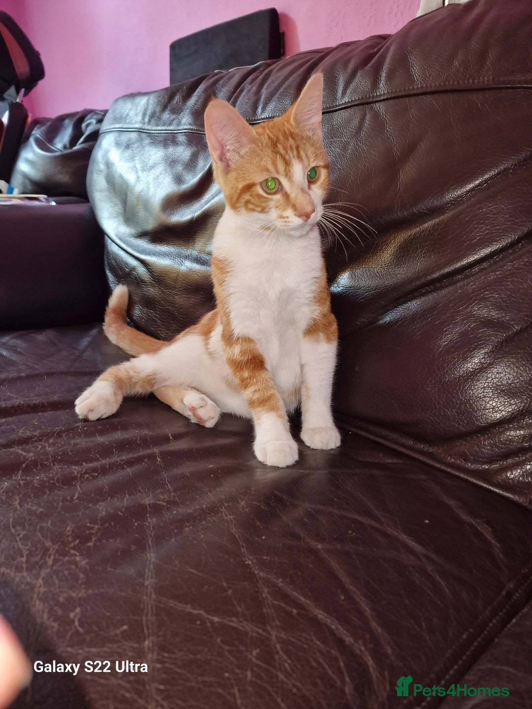 Mixed Breed cats for sale: Kitten - Image 1