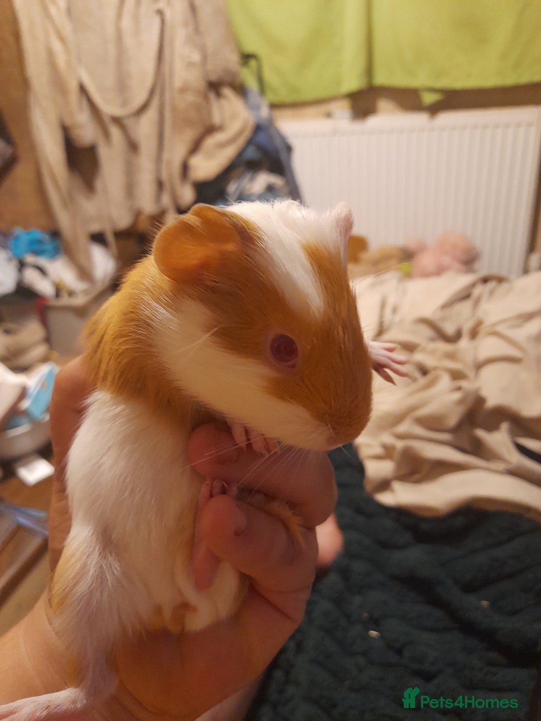 Guinea Pig rodents for sale: Male and female Guinea pig's  - Image 7