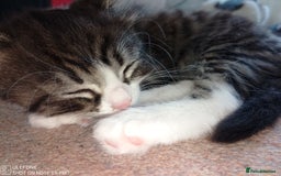 Mixed Breed cats for sale: 9 adorable Disney kitten couples  - Image 13