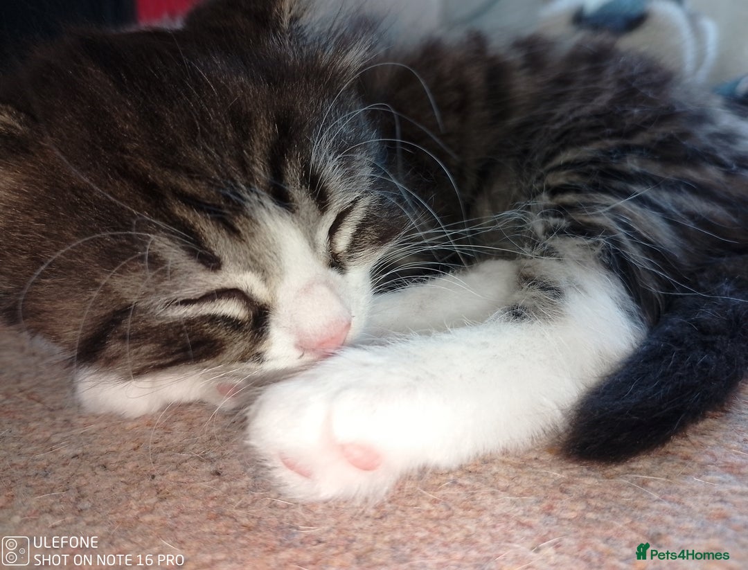 Mixed Breed cats for sale: 9 adorable Disney kitten couples  - Image 13