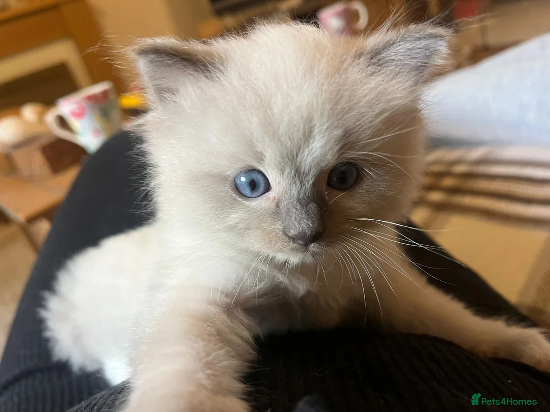 Ragdoll cats for stud: Seal Colour Point Stud Active in Trowbridge - Advert 8