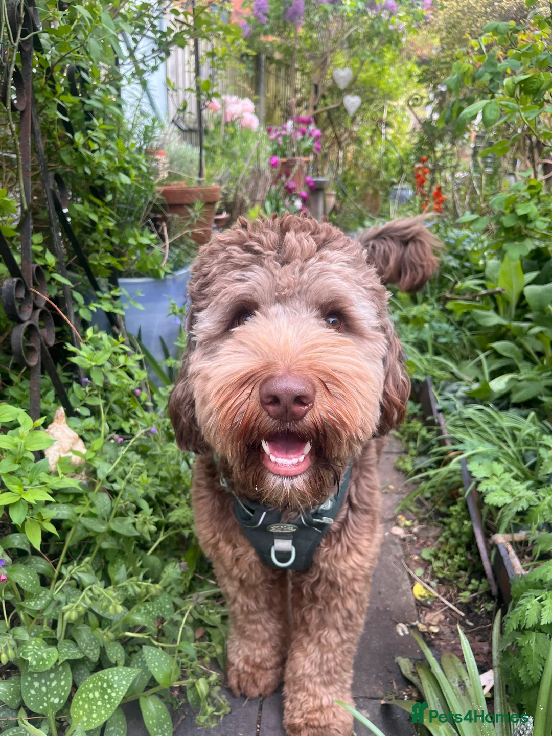 Australian Labradoodle dogs for stud: Australian Labradoodle Chocolate & White Tuxedo - Advert 6