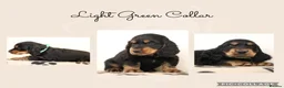 Cocker Spaniel dogs for sale: Show Cocker spaniels  in Maidstone - Advert 7