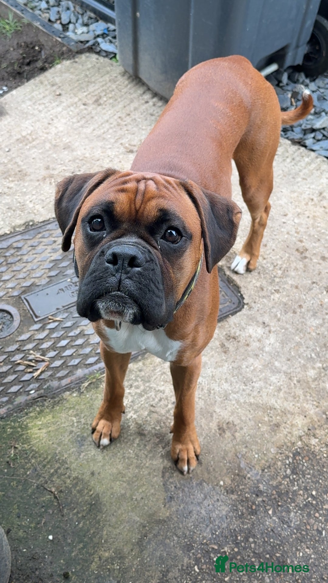 Boxer dogs for sale: Male boxer  - Image 2