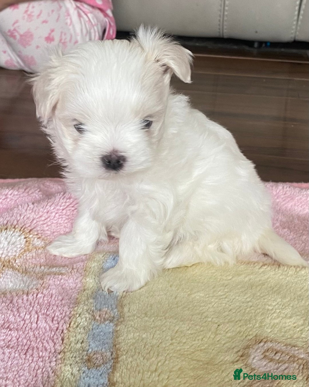 Maltese dogs for sale: Tiny Maltese puppies  - Image 7