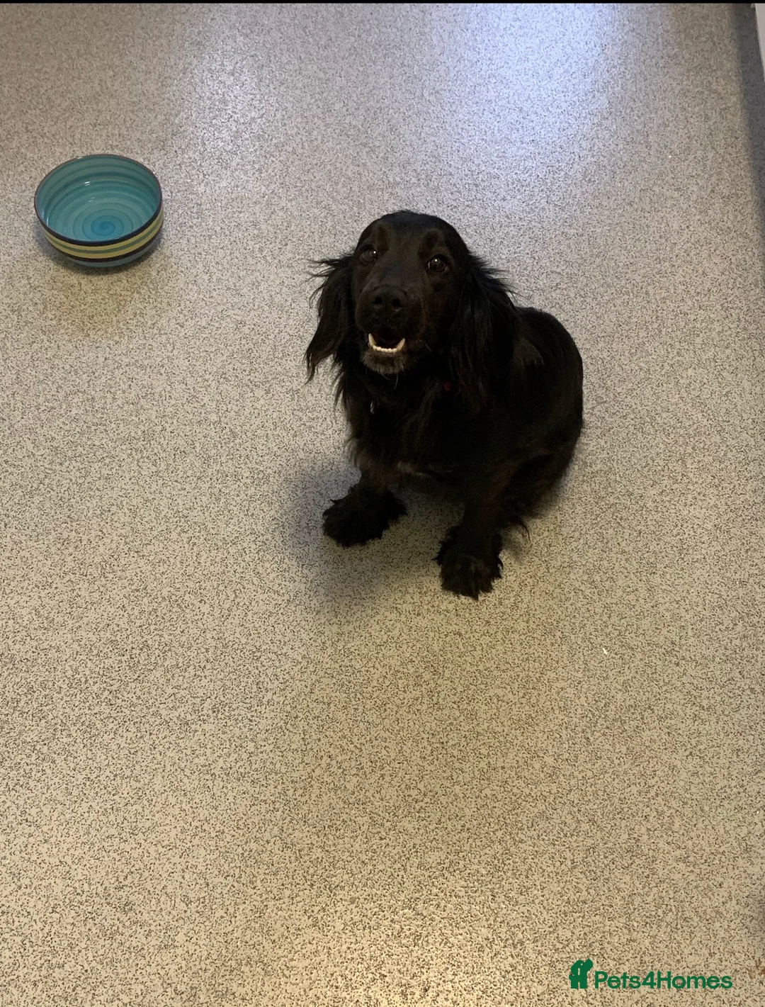 Mixed Breed dogs for sale: Beautiful Cockerjack puppies for sale  - Advert 13