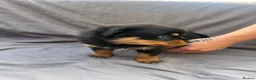 Rottweiler dogs for sale: Rottweiler pups - Advert 25