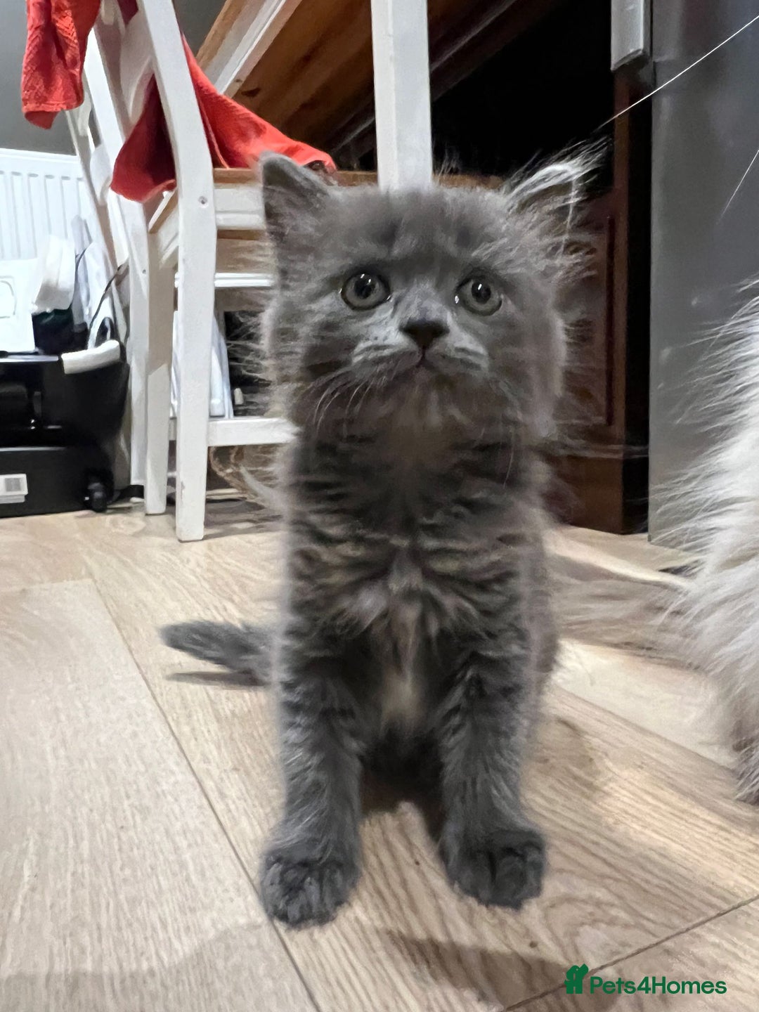 Mixed Breed cats for sale: 2 lovely Ragdoll mix kittens - Image 6