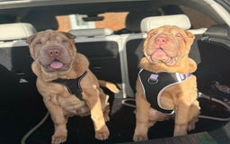 Shar Pei dogs for stud: Mr Bear 🐻 🦍 - Image 3