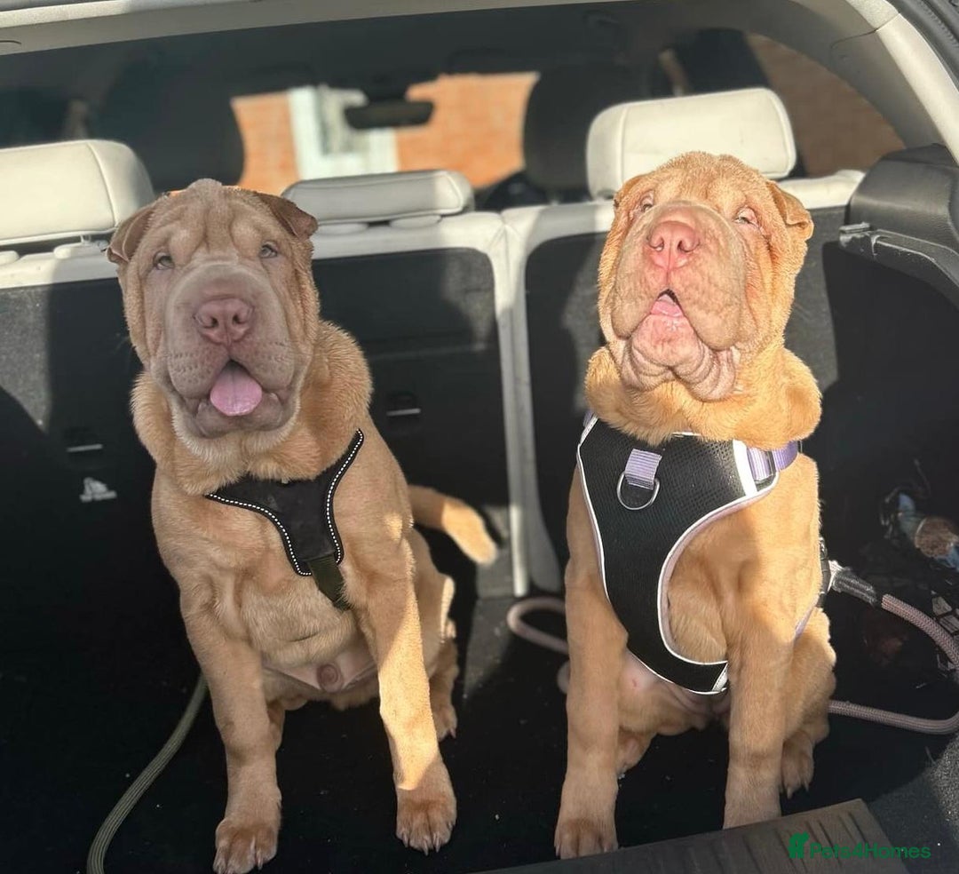 Shar Pei dogs for stud: Mr Bear 🐻 🦍 - Image 3