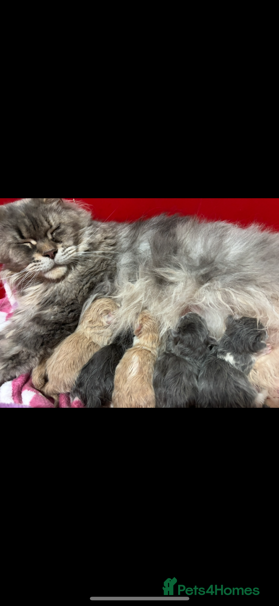 Mixed Breed cats Maine Coon across Ragdoll Kittens  - Advert 1