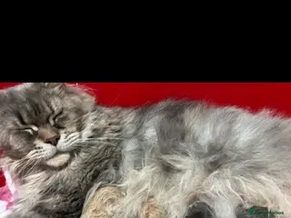 Mixed Breed cats Maine Coon across Ragdoll Kittens - Advert 1