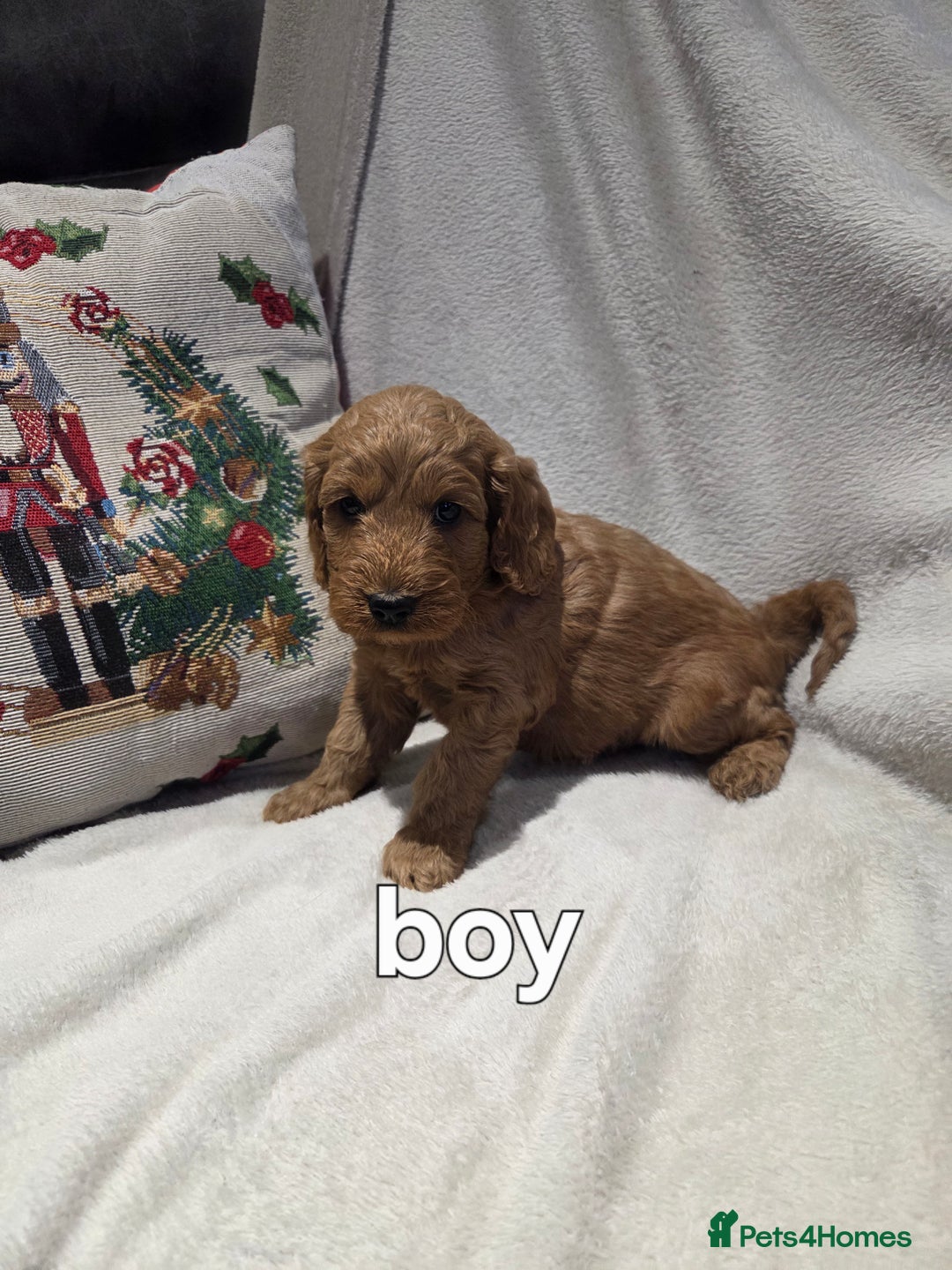 Cockapoo dogs for sale: Cockapoo puppys - Advert 7