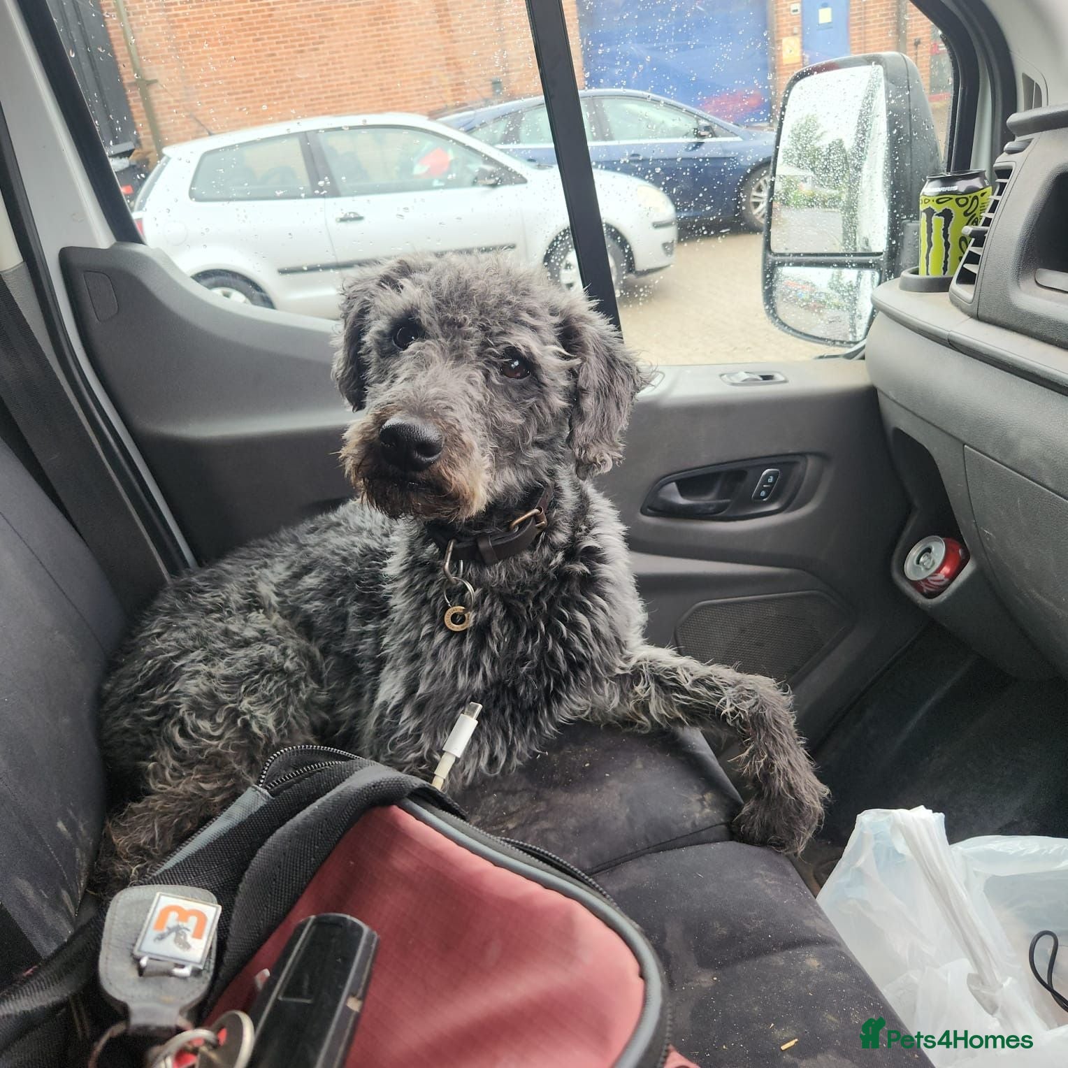 Bedlington Terrier dogs Bedlington Whippet Puppies - Advert 2
