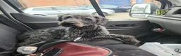 Bedlington Terrier dogs for sale: Bedlington Whippet Puppies in Sherborne - Advert 2