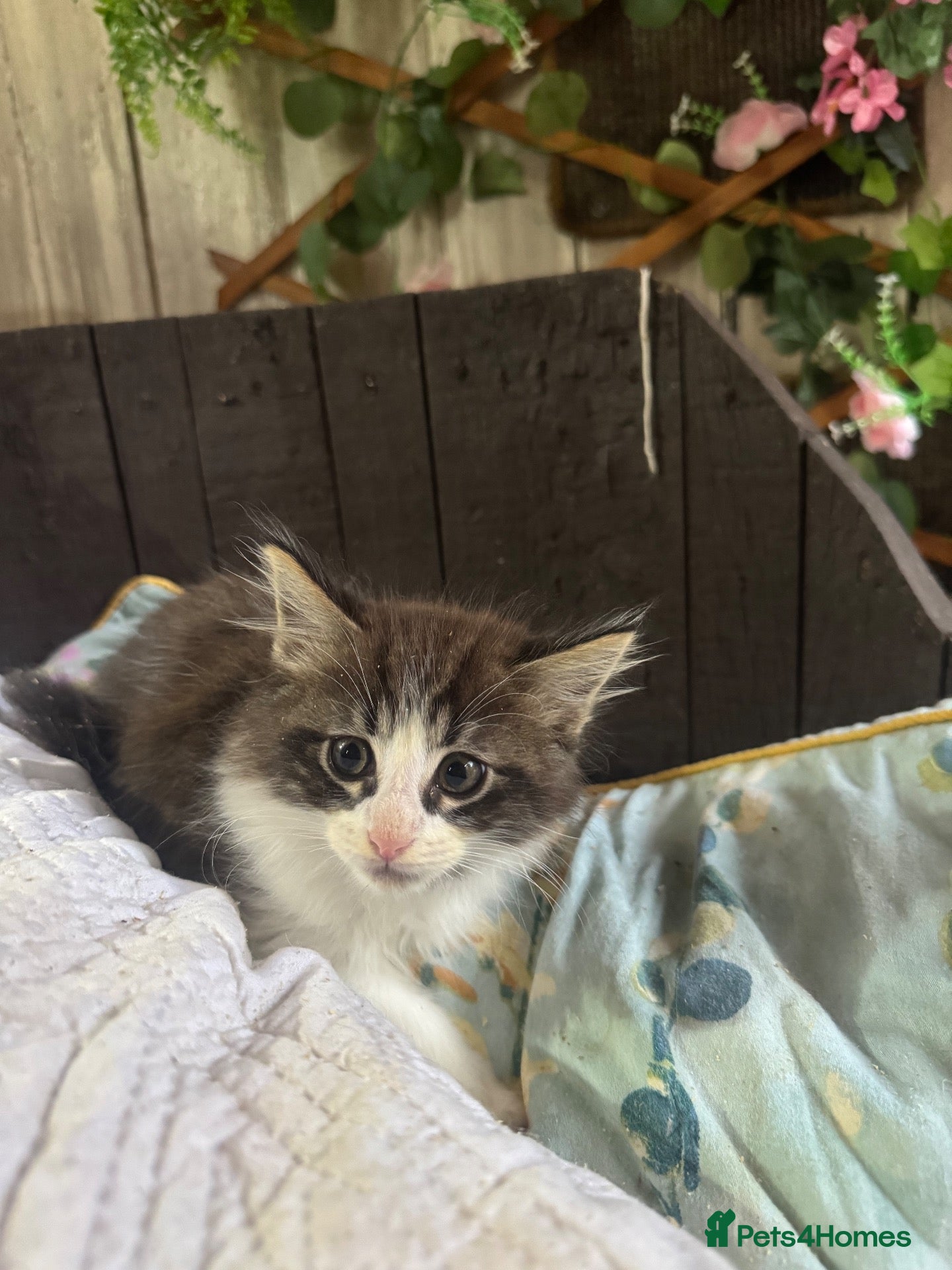 Ragcoon cats 🐾Seven Beautiful Radoll/Maincoon Kittens🐾 - Advert 15