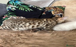 Bengal cats for sale: ❤️ PURE BENGAL KITTENS ❤️ - Image 25